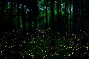 Blinking Fireflies