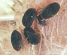 Ticks Found in Florida